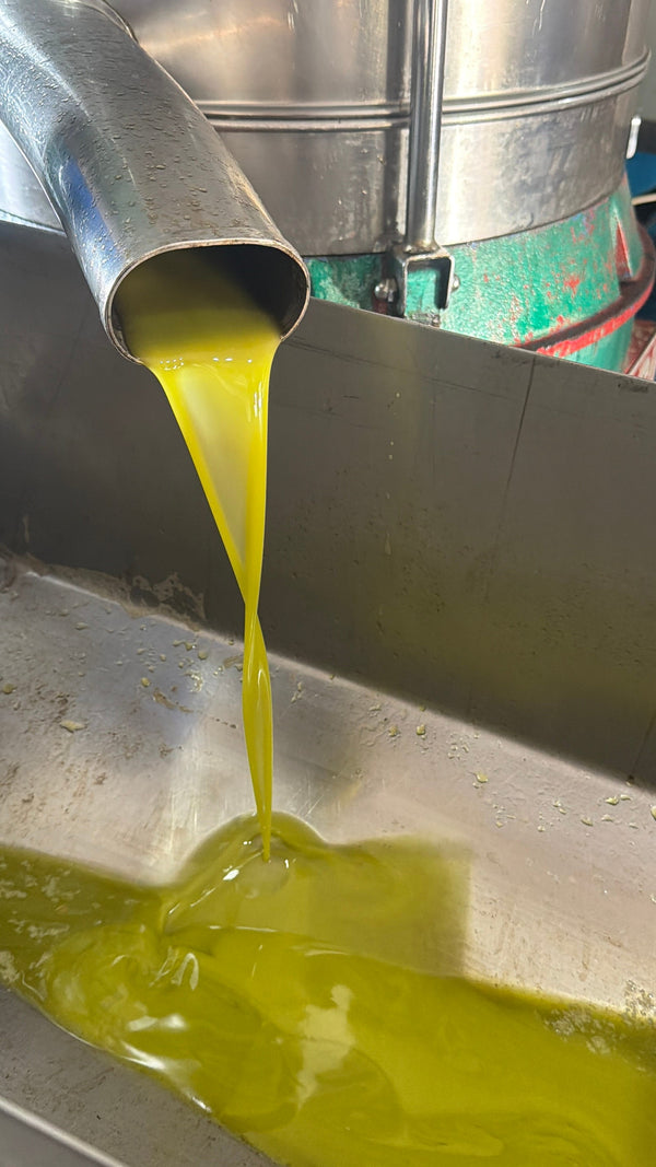 Tips & Tricks on how to pick a High-Quality EVOO: Dark or light bottle?