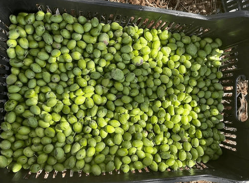 Early harvest