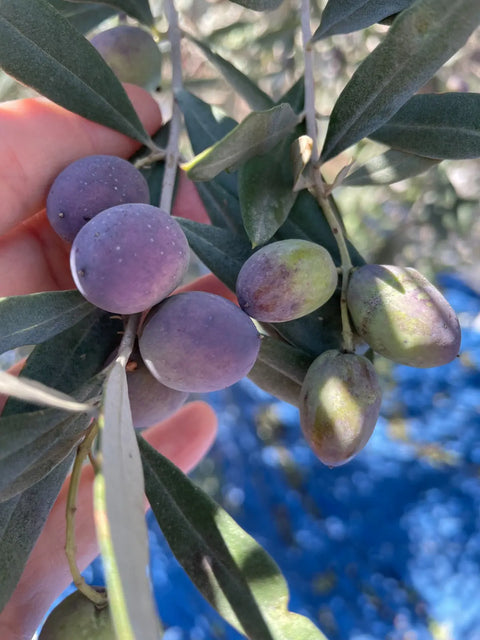 The Mediterranean Secret to Healthy Living