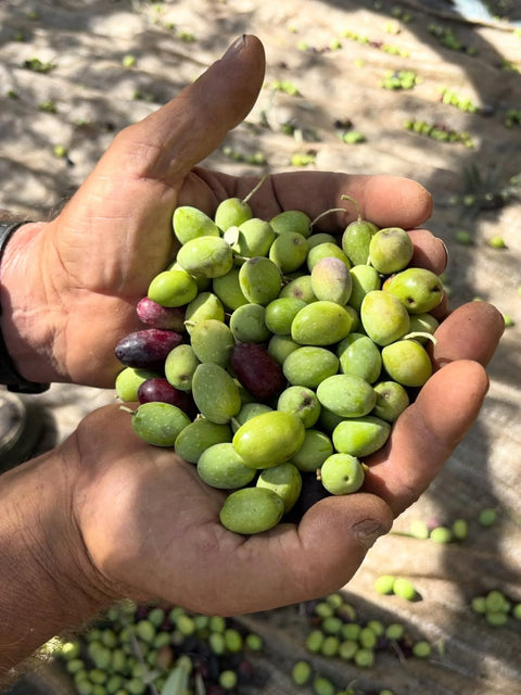 Cold-Pressed vs Regular Olive Oil: What's the Difference?