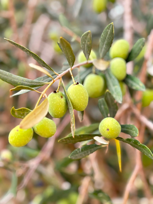 Olive Oil